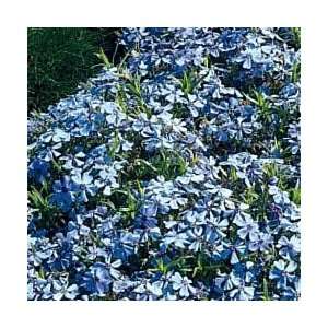  Sapphire Blue Carpet Phlox (Lavender Blue)