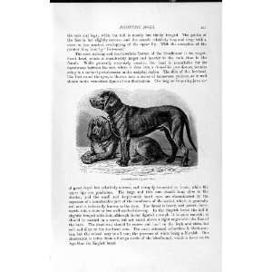    NATURAL HISTORY 1893 94 BLOODHOUNDS DOGS STAGHOUNDS