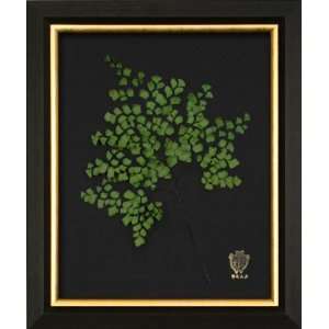  Southern Maidenhair Fern on Black (Authentic Preserved 