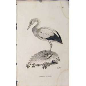 Birds Engraving Copper Art Antique Print Common Stork  