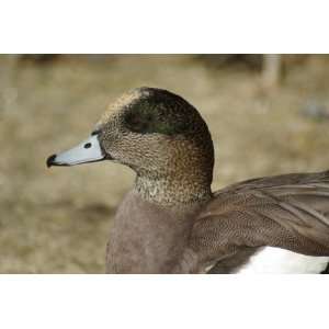  Widgeon Taxidermy Photo Reference CD
