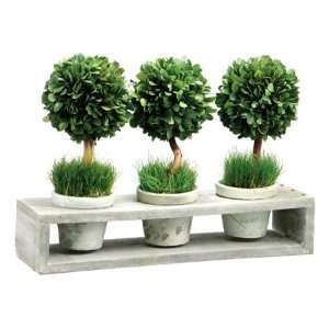  PRESERVED POTTED BOXWOOD TOPIARY TRIO