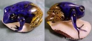 Wounaan Blue and Gold Tagua Frog Carving Panama #3650  