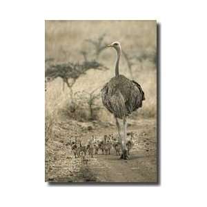  Ostrich Nairobi National Park Kenya Giclee Print
