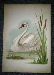 Swan from THE BIRDS OF THE BIBLE Lindsay & Blakiston Philadelphia 
