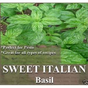  1,000 Basil seeds ~ SWEET ITALIAN LARGE LEAF BASIL Robust 