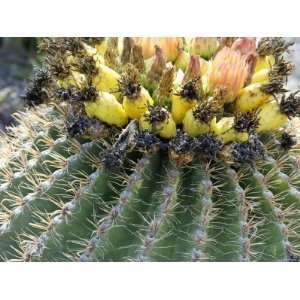 Barrel Cactus Flowers and Fruit, Socorro County, New Mexico Premium 