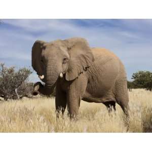  Desert Elephant, Kunene Region, Namibia, Africa Animal 