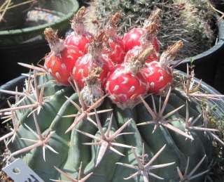 Echinocactus texensis Low Mound Horse Crippler Cactus 85  