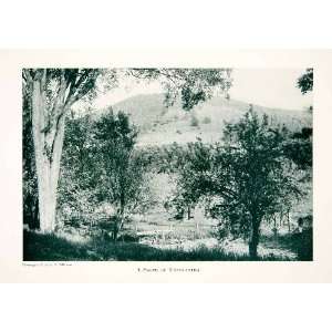 1921 Print Slope Mt. Utsayantha Catskill Mountains New York Forest 