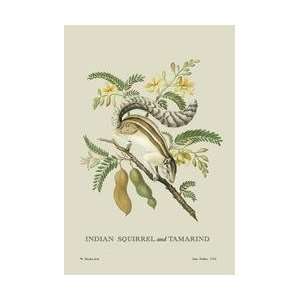  Indian Squirrel and Tamarind 20x30 poster
