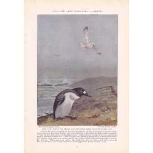  1936 Great Auk   Allan Brooks Vintage Bird Print 