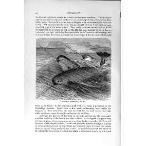  NATURAL HISTORY 1894 95 SCHOOL NARWHALS CETACEANS