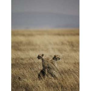  A Pair of Cheetahs Examine the Landscape National 