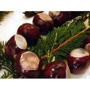  Chestnuts & Cherries Fragrance Oil Candle Soap 1oz 