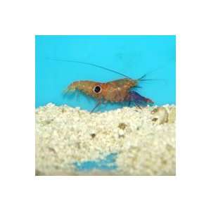  Alpheus soror Bullseye Pistol Shrimp