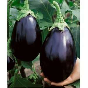  Black Beauty Eggplant Seeds   Solanum Melongena   0.5 