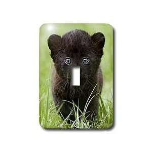 Wild animals   Black panther Cub   Light Switch Covers   single toggle 