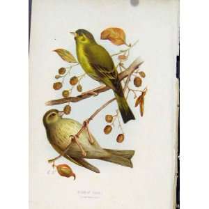  Siskin Pair Birds Thorburn C1883 Antique Print Fine Art 