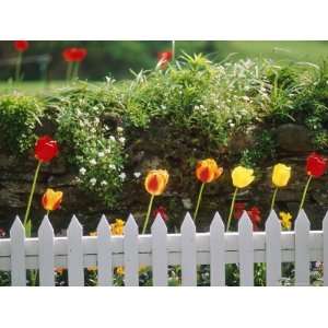  Red and Yellow Tulips Flowering Along White Wicket Fence 