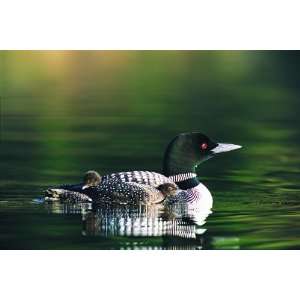  Canadian Geographic Common Loon Toys & Games