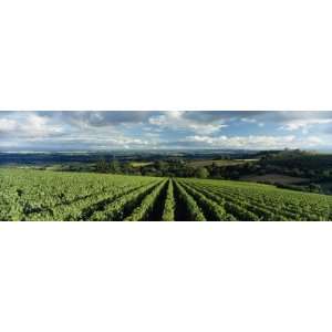   Oregon, Newberg, Willamette Valley, Oregon, USA by Panoramic Images