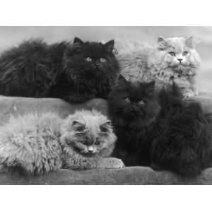   Blue Persian Cats Lie Comfortably Giclee Poster Print