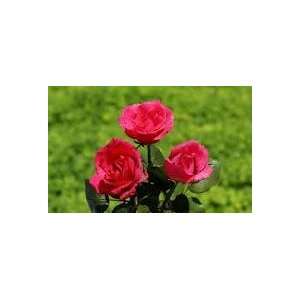  climbing tapestry pink rose seeds5 seeds Patio, Lawn 
