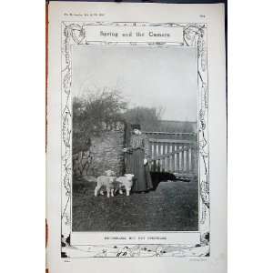    1907 Orphan Feeding Spring Lambs Sheep Lady Country