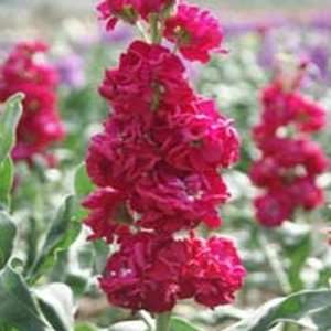    Stock  Crimson  Matthiola Ten Week  25 seeds Patio, Lawn & Garden