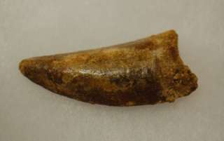 CARCHARODONTOSAURUS SUHARICUS TOOTH FOSSIL  MOROCCO #16  