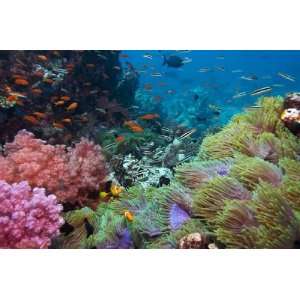  Underwater Color Corals Reef Mural