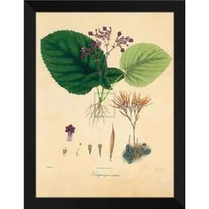  Wallich FRAMED 28x36 Unpublished East Indian Plants I 
