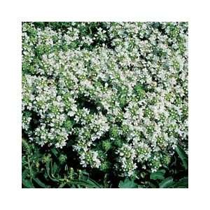   Flowering Plants   White Flowered Creeping Thyme Patio, Lawn & Garden
