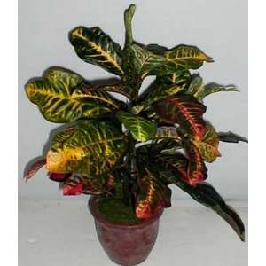  20 Potted Croton Plant