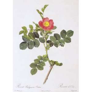  Sweet Briar Rose Redoute Vintage Botanical MOUSE PAD 