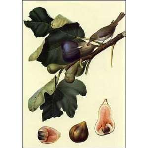  Fruit 4 of 8 (Fig) By Giorgio Gallesio Highest Quality Art 