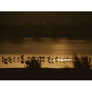 Sandhill Cranes in a Lake are Silhouetted against the Shallow Water 