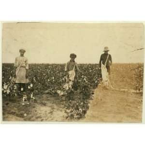   cotton for Mr. J.P. Daws, Route 1, Shawnee. Johnnie picks 75 pounds