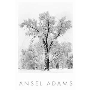  Oak Tree, Snowstorm by Ansel Adams   36 x 24 inches   Fine 