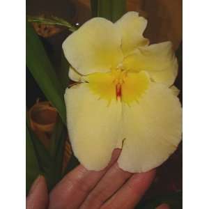 Miltoniopsis Saffron Surprise hybrid orchid blooming size  