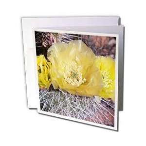  Animals   Teddy Bear Cholla Cactus flowers.(Opuntia bigelovii).Anza 