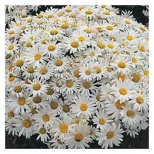  Shasta Alaska Daisy Chrysanthemum 6 Bloom 100 Seeds +Free 