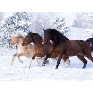  Ravensburger Gallop In The Snow 500 Piece Puzzle Toys 