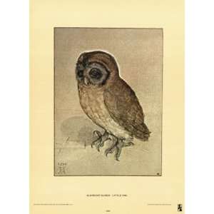 Little Owl by Albrecht Durer 8x11 