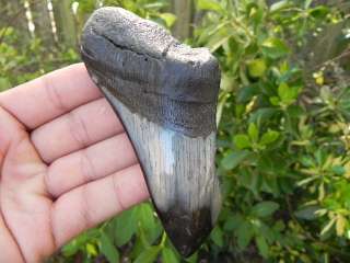 Megalodon fossil shark tooth teeth DEMONS RAGE   