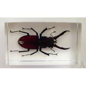    Insect Bug Stag Beetle Paper Weight Paperweight