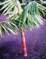 COLORFUL Sari Palm Grows in Riverbed LIVE Tree Water  