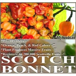  25 HABANERO SCOTCH BONNET HABENERO HOT Pepper seeds RARE 