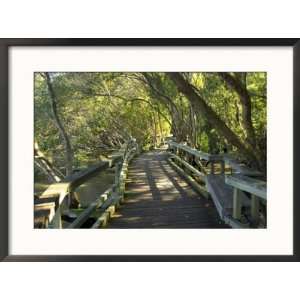  Mangrove Boardwalk, Botanic Gardens, Brisbane, Queensland 